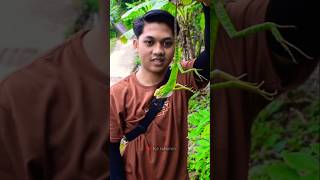 Iseng Mancing Ikan Channa Malah Dapat Iguana Surai #vlog #minivlog #viral
