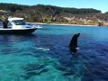 Beautiful Orca's in New Zealand part 2