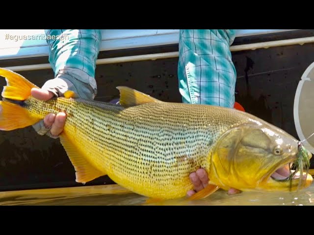 Linea de pesca a mosca Rio Gold - SOLOMOSCA - Lineas Pesca Mosca