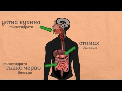 Устройство и функции на храносмилателната система - Човекът и природата 5 клас | academico