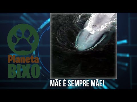 Baleia é mamífero ou é peixe? Tire a dúvida!