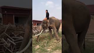 แม่หญิงเลี้ยงช้างอย่างมีความสุขมากๆ The Elephant Raising Lady Is Very Happy.