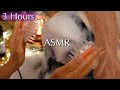 🫧ASMR Shampoo SPA🫧Realistic ASMR Shampoo & Hair Wash 😇You’re at a Real SPA🧼 No Talking