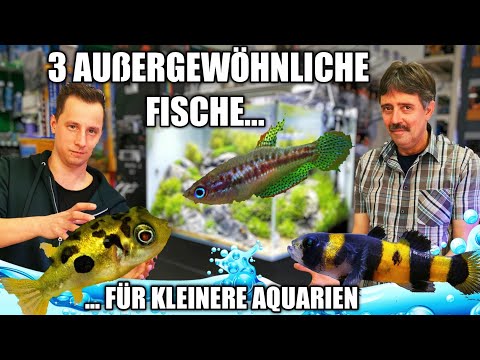 Video: Pflege des Süßwasserhummelgrundels