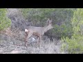 CORZO (Capreolus capreolus) La Rioja. España. 10.03.2019. Ignacio Gámez