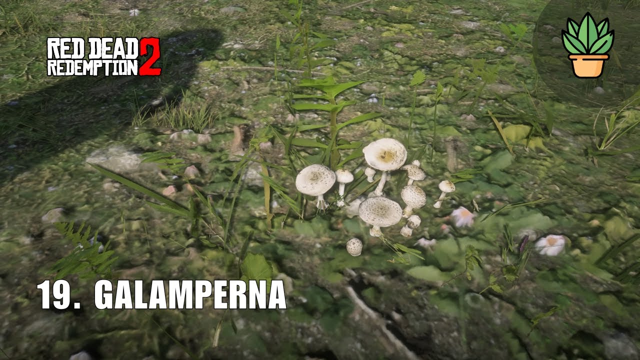RDR2 GALAMPERNA: Ubicación y Compendio | Guía de Plantas 