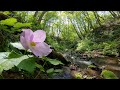 2019年5月12日 潮騒の滝 フラワートレッキングツアー