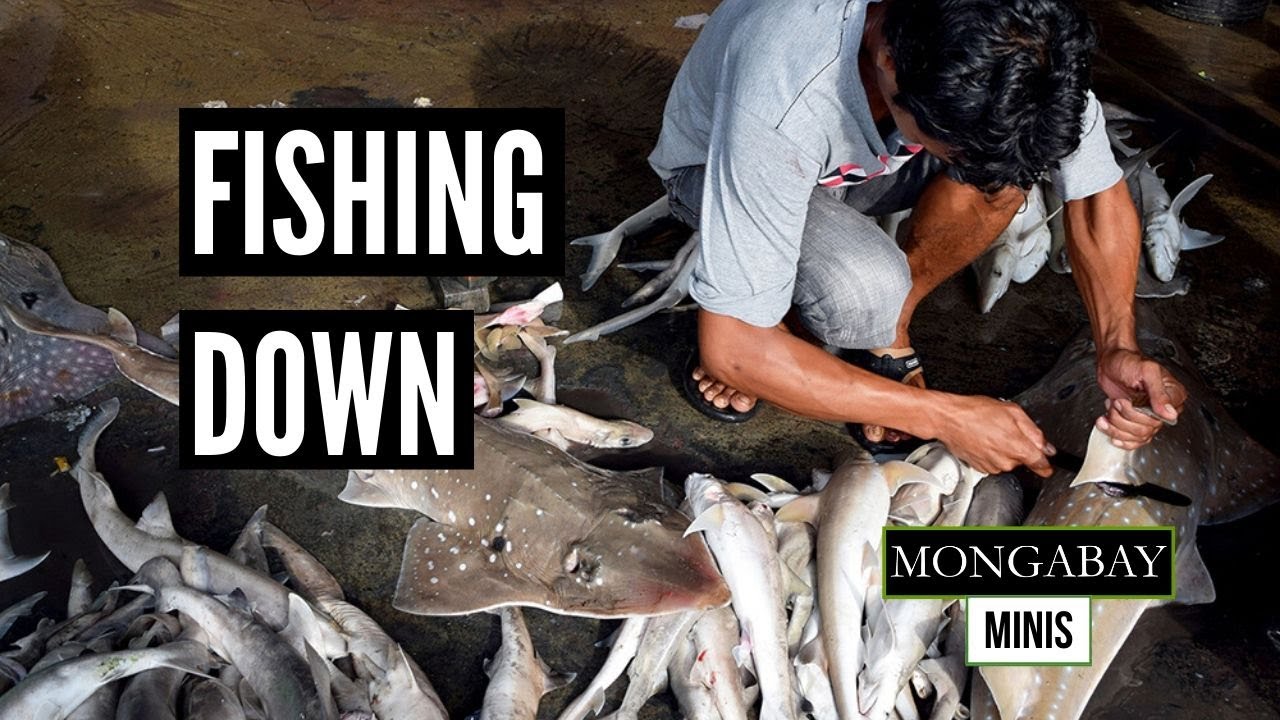 Shark fishing drops sharply in Indonesia following COVID-19 related