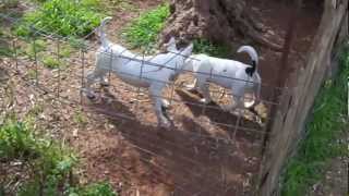 Bull Terrier 4 Months Jack Russel 5 Months