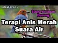 Suara Kicauan Burung Terapi Anis Merah Ada Suara Air