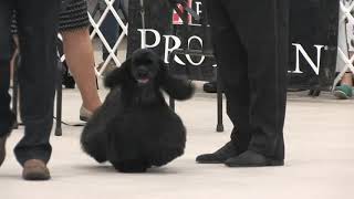 Select Dog Award! - CH Silver Pine Just in Time For Stich by purebredstudios 267 views 4 years ago 2 minutes, 12 seconds