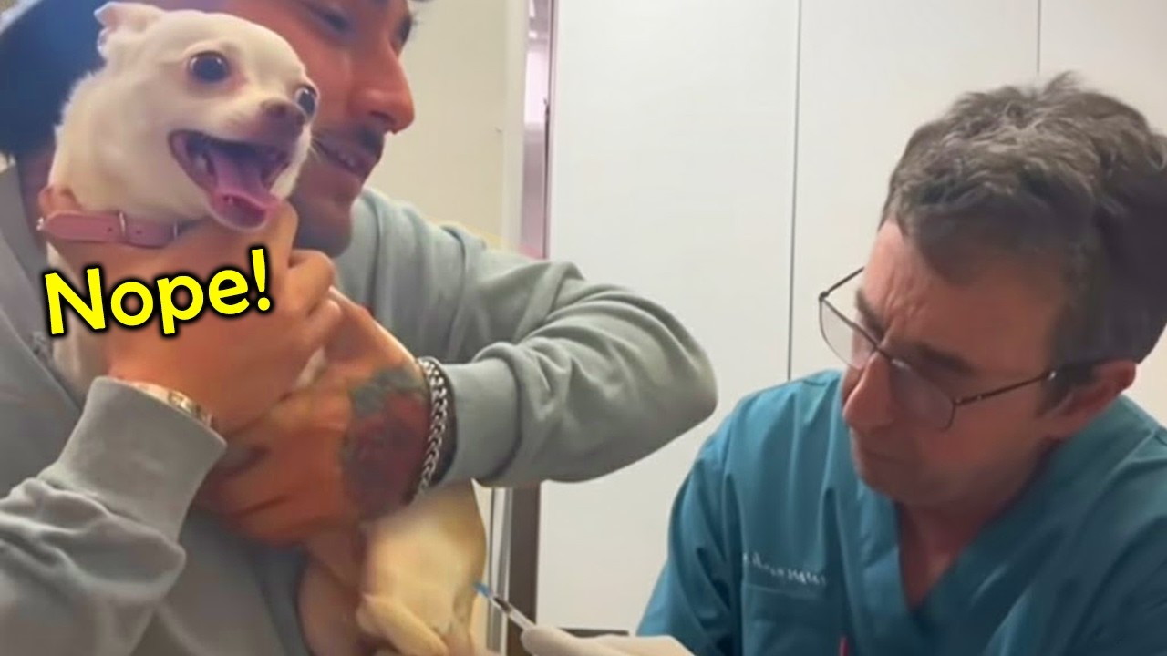 Dogs Going To The Vet For The Very First Time 🤣🐶 Funniest Dog Reactions Part 2