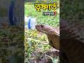 বিষের আড়ালে অবুঝ তৃষ্ণা! Cobra Drinks Water From Human Hand 😱🐍