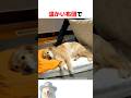 温かい布団で眠る保護犬