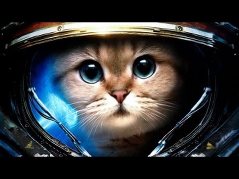 #1 სასაცილო ფისოები