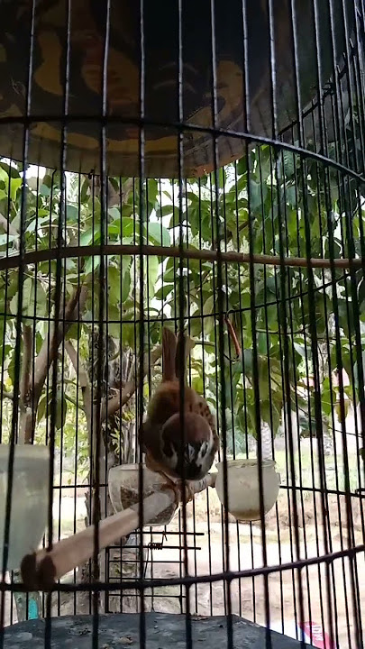 burung gereja full isian