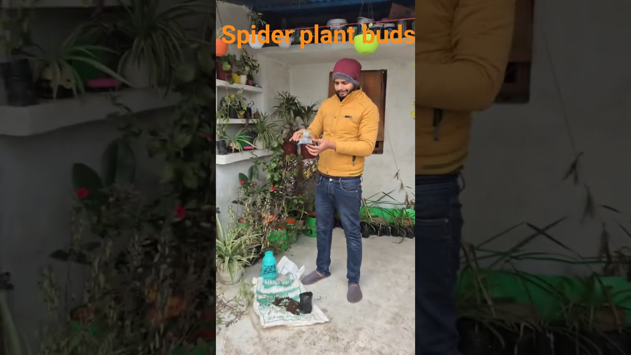 Spider Plant Repotting | Step by Step