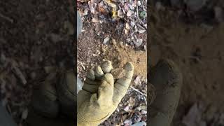 You Won't Believe What I Found Underground! #metaldetecting #metaldetector #relic #buckles
