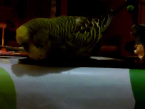 ვიდეო: ცვლის თუთიყუშის ფეხი ბრუნვას?