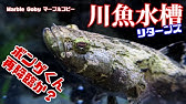 熱帯魚飼育 コリドラス コリドラスのヒゲはいったい何なのか 何で出来ているのか 溶ける という表現でいいのか 短くなったヒゲ再生にはミノタブよりもコンドロイチンだと思う 多分まちがってない Youtube 熱帯魚飼育 コリドラス コリドラスのヒゲはいったい何なのか 何で出来ているのか 溶ける という表現でいいのか 短くなったヒゲ再生にはミノタブよりもコンドロイチンだと思う 多分まちがってない Youtube