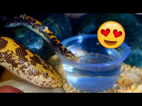pet snakes and dogs Cute Snake DRINKING Water! (Kenyan Sand Boa)