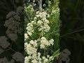 Planta silvestre de flores aromáticas Austroeupatorium sp. #plantas #campomexicano #campo #flores