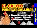 ❤️El CALCIO para las GALLINAS de tu patio / oscarsfox 2021