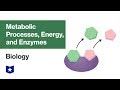 Metabolic Pathways Analyzed: Energy Transfer and Enzyme Function