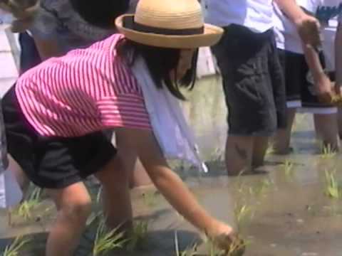 1998ACアフリカの田んぼ30