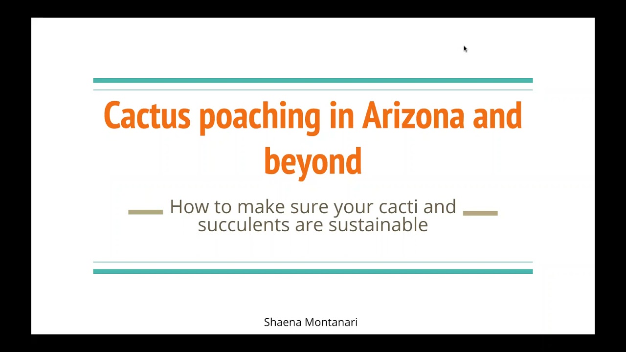 Cactus Poaching by Shaena Montanari