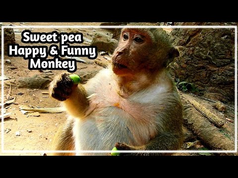 newborn monkey pet Sweet pea Happy & Funny Monkey,