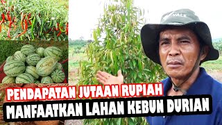 Petani Durian Boleh Coba ❗❗ Bisa Menghasilkan Jutaan Rupiah Di Lahan Kebun Durian Sebelum Besar by INFO RAGAM PERTANIAN 1,920 views 2 months ago 10 minutes, 19 seconds