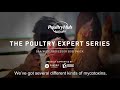 Episode 8 - How can Mycotoxin Binders improve poultry performance?