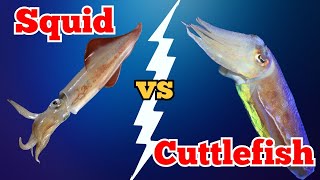 Cuttlefish or Squid Who Wins the Battle of Brains and Tentacles