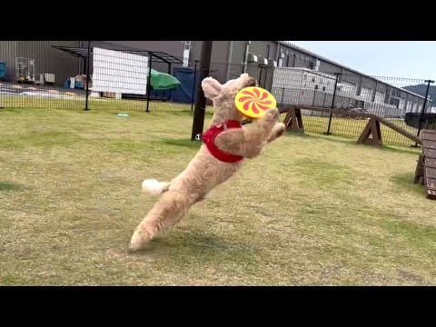 フリスビードッグになりたい大きいトイプードル【デカプー】【トイプードルのロアくん】【toy poodle】