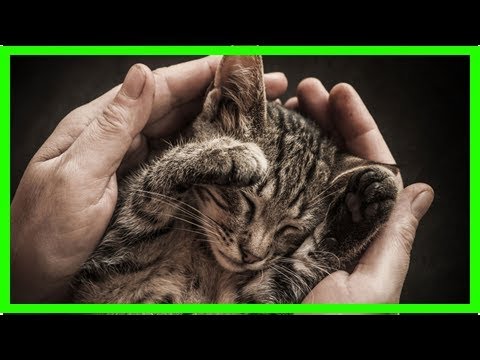 Video: Amphetaminvergiftung Bei Katzen - Gift Für Katzen - Anzeichen Einer Vergiftung Bei Katzen