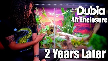 Are CHEAP Dubia com Enclosures WORTH IT? 2 Years Later