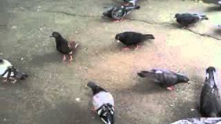 nice pigeons