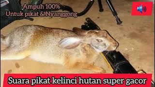 SUARA PIKAT AMPUH KELINCI MEMANGGIL TEMANNYA/SUARA KELINCI HUTAN MEMANGGIL
