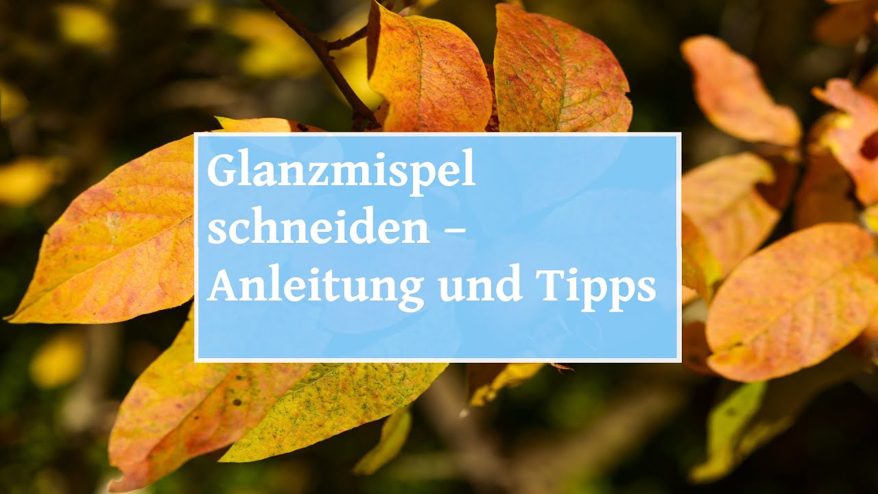Glanzmispel schneiden  Anleitung und Tipps
