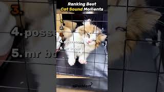 Top 5 Cats💀