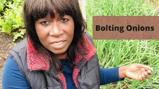 Onions:Why Are Some Of My Onions Bolting?@Gardenhauling 🤣🧅😂