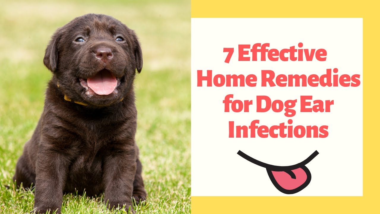 7 Effective Natural Home Remedies for Dog Ear Infections
