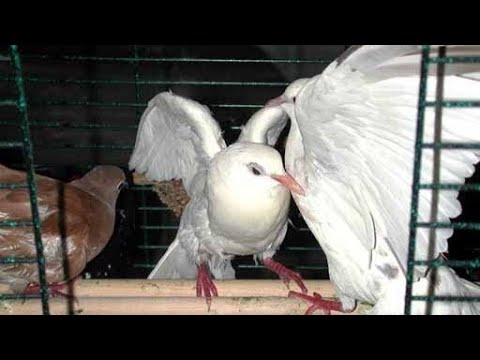 doves