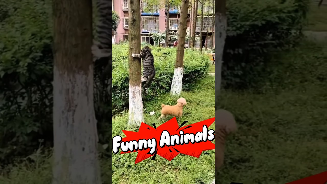 funny animal incidents 