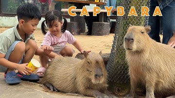 Thảo Cầm Viên Có Gì Mới? Vườn Thú Thân Thiện Mở Cửa Đón Hè 2025 🐻🦝