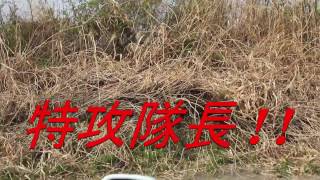 TJA Ciub 2017 March Monkeiago runner Part 2 Japan Cross Country