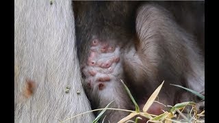 Download Lagu Baby Monkey Bronco Vs Bot fly ? Since Birth to be Continued. MV 0201 MP3