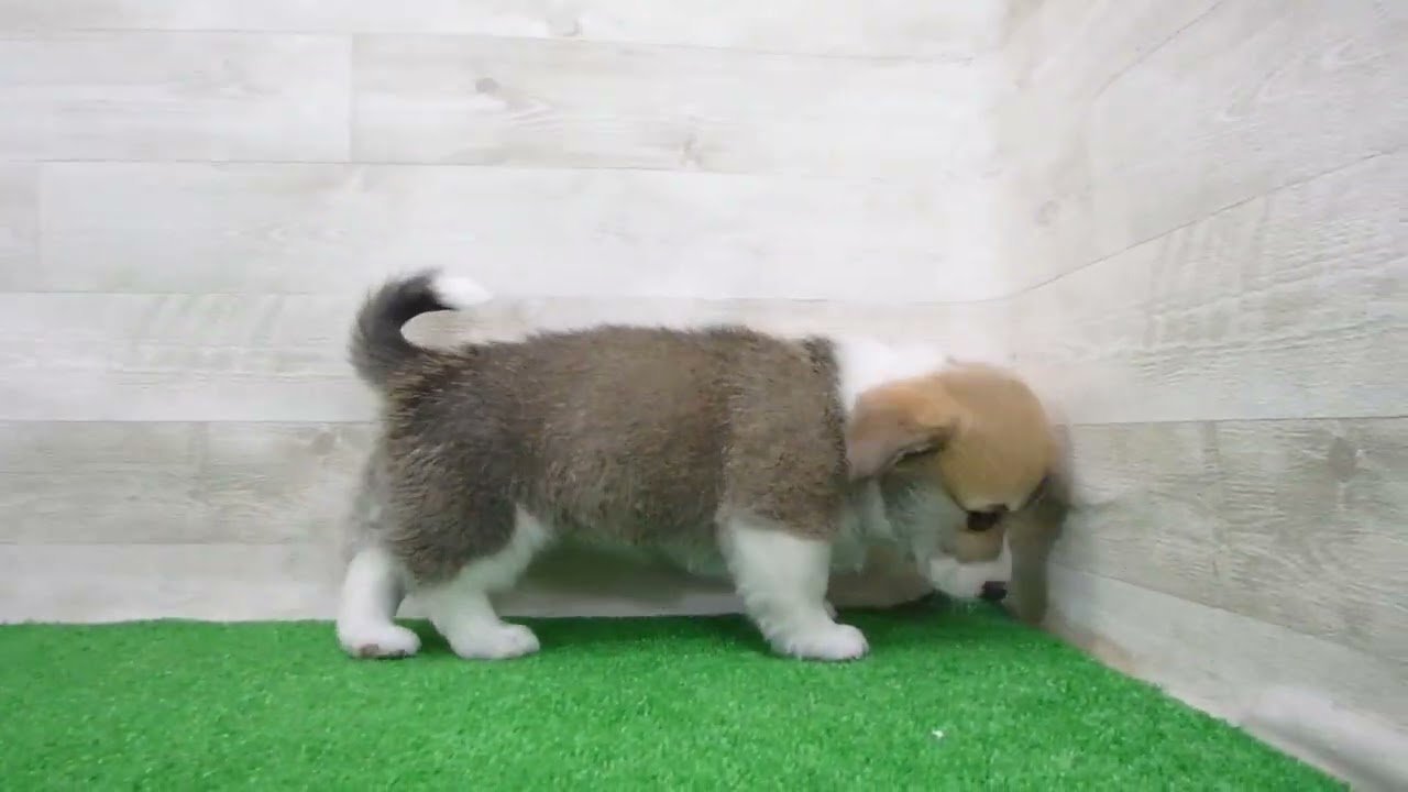 ウェルシュ・コーギー・ペンブロークの子犬（メス♀） 松本店｜ペット
