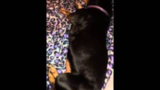 Maggie's sleep bouncing